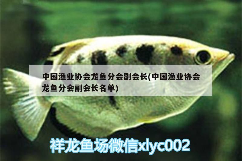 飼料 中國漁業協會龍魚分會副會長(中國漁業協會龍魚分會副會長名單)(中國漁業協會副會長名單) 觀賞魚百科 中國漁業協會龍魚分會副會長(中國漁業協會龍魚分會副會長名單)(中國漁業協會副會長名單) 中國漁業協會龍魚分會副會長(中國漁業協會龍魚分會副會長名單)(中國漁業協會副會長名單) 觀賞魚百科