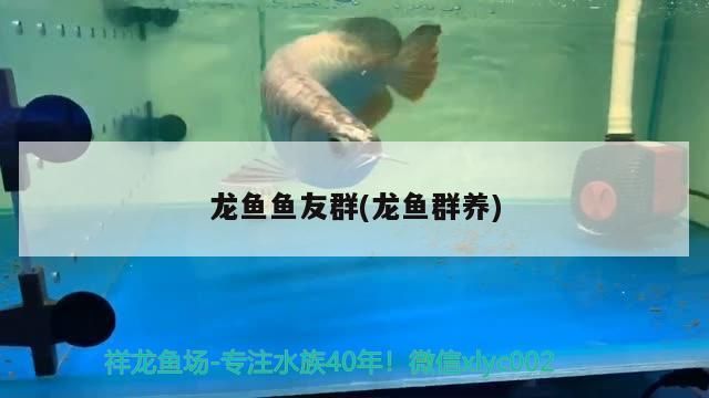龍魚魚友群(龍魚群養)（銀龍魚和什么魚能混養，你知道嗎）