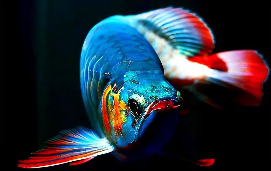 紅龍魚發(fā)色期間可以喂食嗎（紅龍魚發(fā)色時(shí)怎么飼養(yǎng)） 紅龍魚發(fā)色期間可以喂食嗎（紅龍魚發(fā)色時(shí)怎么飼養(yǎng)） 龍魚百科 第10張
