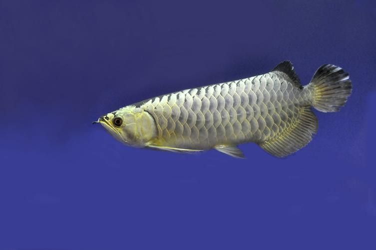 張家界龍魚(yú)（張家界有哪些特色美食，如何區(qū)分真假?gòu)埣医琮堲~(yú)） 張家界龍魚(yú)（張家界有哪些特色美食，如何區(qū)分真假?gòu)埣医琮堲~(yú)） 觀賞魚(yú)百科 第5張