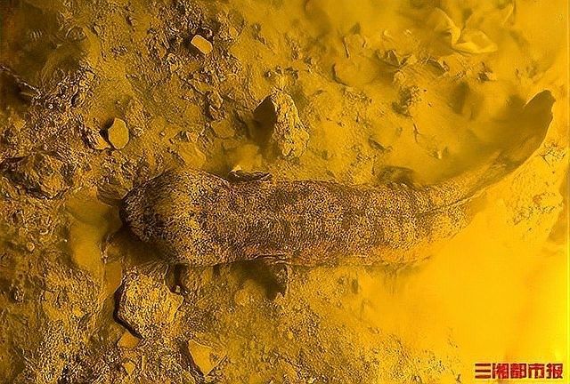 張家界龍魚(yú)（張家界有哪些特色美食，如何區(qū)分真假?gòu)埣医琮堲~(yú)） 張家界龍魚(yú)（張家界有哪些特色美食，如何區(qū)分真假?gòu)埣医琮堲~(yú)） 觀賞魚(yú)百科 第7張