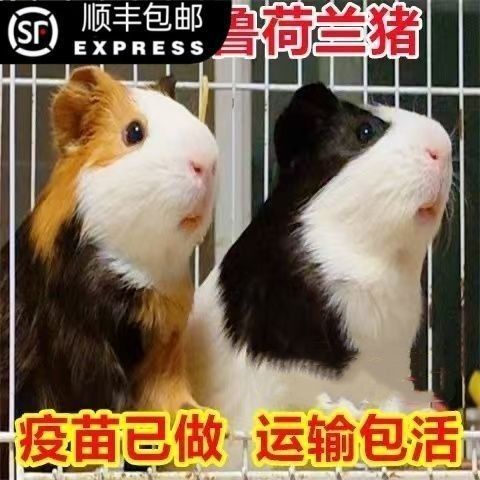秘魯豬鼠品牌屬于什么檔次（秘魯“豬鼠”品牌有哪些優勢？） 秘魯豬鼠品牌屬于什么檔次（秘魯“豬鼠”品牌有哪些優勢？） 觀賞魚百科 第7張