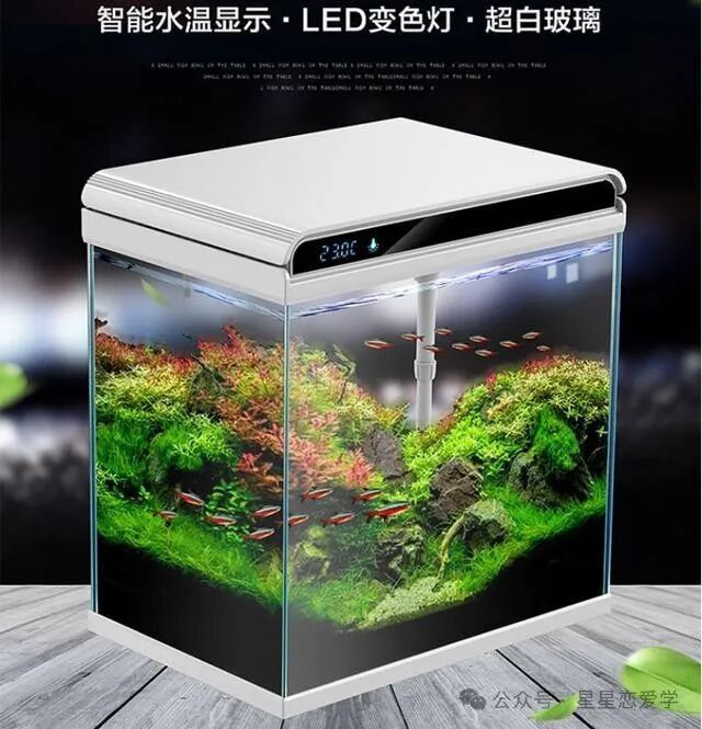 龍魚缸的材質哪種最好 龍魚缸的材質哪種最好 龍魚百科 第11張