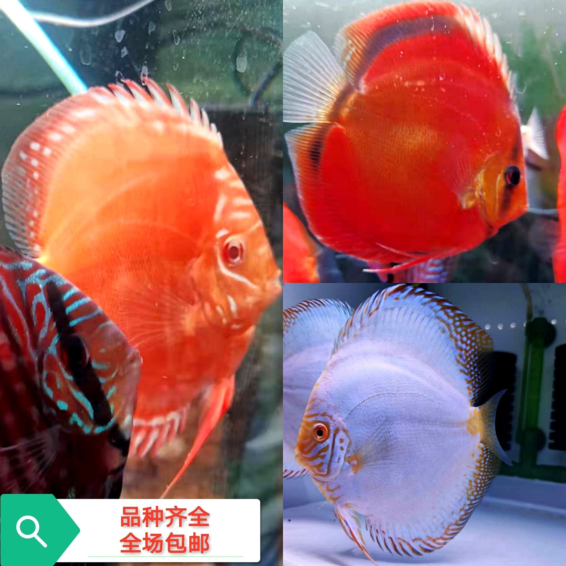 寵物觀賞魚有哪些品種好養的（養什么樣的觀賞魚合適） 寵物觀賞魚有哪些品種好養的（養什么樣的觀賞魚合適） 觀賞魚百科 第3張