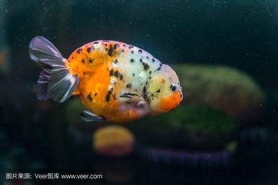 漯河觀賞魚批發(fā)市場(chǎng)電話多少（漯河觀賞魚批發(fā)市場(chǎng)電話多少號(hào)）（漯河觀賞魚批發(fā)市場(chǎng)怎么樣）