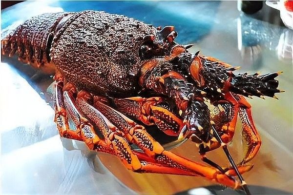龍魚和龍蝦有什么關系（魚和龍蝦在生物學上沒有直接關系）