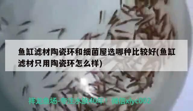 紅劍魚為什么難養呢(紅劍魚為什么難養呢圖片)（紅劍魚為什么難養）