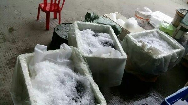 給我推薦幾家上海的水產商戶（上海最大的水產品批發市場之一**上海水產市場） 給我推薦幾家上海的水產商戶（上海最大的水產品批發市場之一**上海水產市場） 龍魚百科 第8張