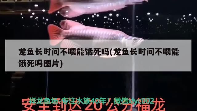 龍魚長時間不喂能餓死嗎(龍魚長時間不喂能餓死嗎圖片)