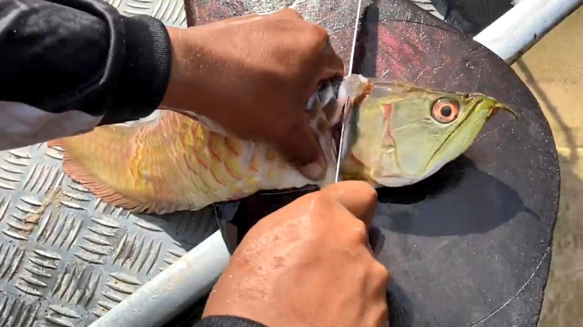 如何獲取龍魚的歷史價格數(shù)據(jù)（如何通過python爬蟲獲取龍魚價格）
