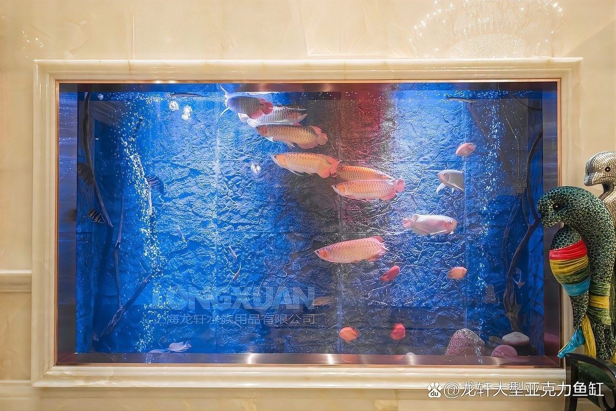 如何安裝金龍魚魚缸背景？（龍魚魚缸背景安裝步驟）