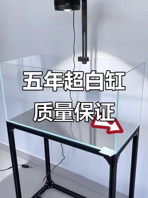 銀龍魚撞缸是什么原因造成的（為什么金龍魚老撞缸）（金龍魚在魚缸中頻繁撞擊缸壁或魚缸本身是由多種原因造成的） 銀龍魚撞缸是什么原因造成的（為什么金龍魚老撞缸）（金龍魚在魚缸中頻繁撞擊缸壁或魚缸本身是由多種原因造成的） 觀賞魚百科 第5張