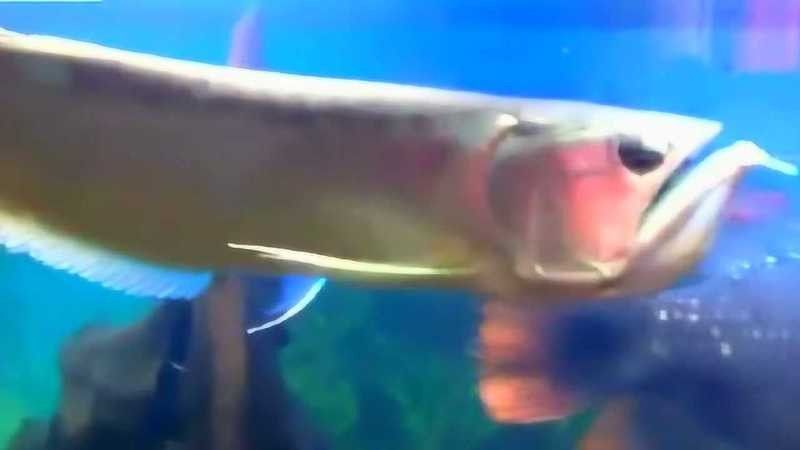 有沒有高清的金龍魚捕食視頻？（高清的金龍魚捕食視頻） 有沒有高清的金龍魚捕食視頻？（高清的金龍魚捕食視頻） 龍魚百科 第4張