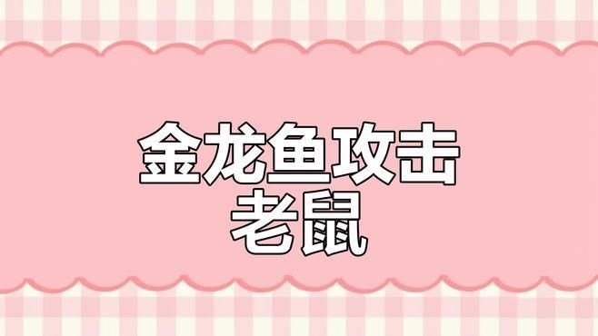 有沒有高清的金龍魚捕食視頻？（高清的金龍魚捕食視頻） 有沒有高清的金龍魚捕食視頻？（高清的金龍魚捕食視頻） 龍魚百科 第1張