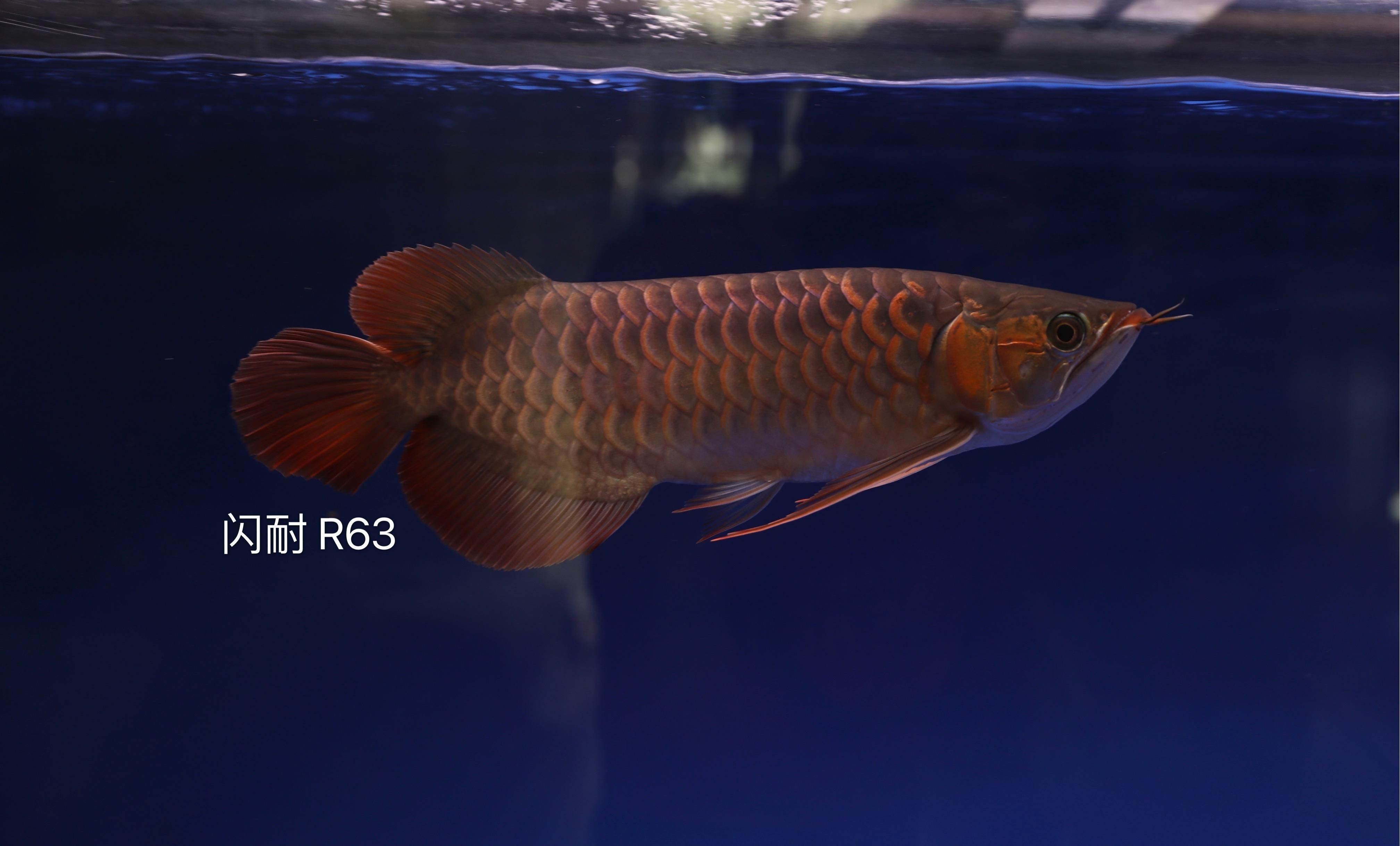虎魚 馬鞍山魚缸定制(鞍山魚缸制作)(馬鞍山水族館魚缸定制) 觀賞魚百科 馬鞍山魚缸定制(鞍山魚缸制作)(馬鞍山水族館魚缸定制) 馬鞍山魚缸定制(鞍山魚缸制作)(馬鞍山水族館魚缸定制) 觀賞魚百科