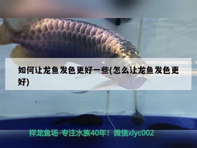 如何讓龍魚發(fā)色更好一些(怎么讓龍魚發(fā)色更好)（如何讓龍魚發(fā)色更好） 如何讓龍魚發(fā)色更好一些(怎么讓龍魚發(fā)色更好)（如何讓龍魚發(fā)色更好） 觀賞魚百科