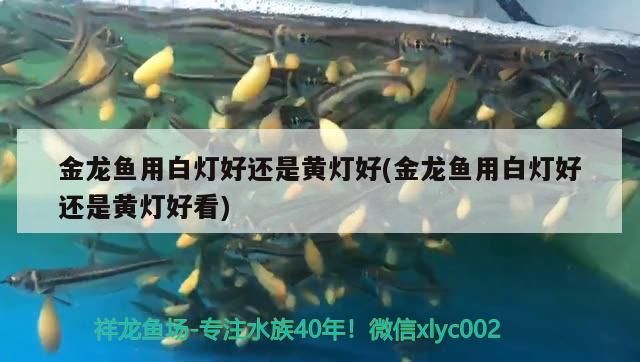 金龍魚用白燈好還是黃燈好(金龍魚用白燈好還是黃燈好看)（養(yǎng)金龍魚用白燈好還是黃燈好） 金龍魚用白燈好還是黃燈好(金龍魚用白燈好還是黃燈好看)（養(yǎng)金龍魚用白燈好還是黃燈好） 觀賞魚百科