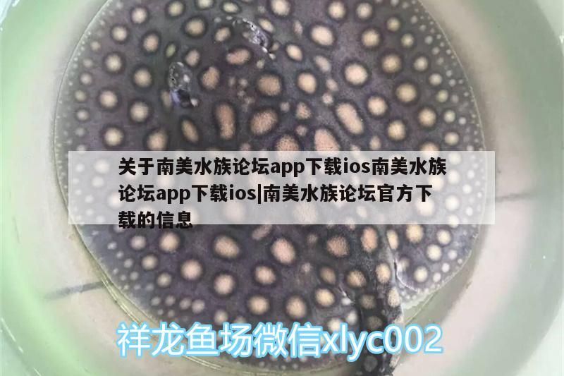關于南美水族論壇app下載ios南美水族論壇app下載ios|南美水族論壇官方下載的信息（ios南美水族論壇app下載） 關于南美水族論壇app下載ios南美水族論壇app下載ios|南美水族論壇官方下載的信息（ios南美水族論壇app下載） 觀賞魚百科