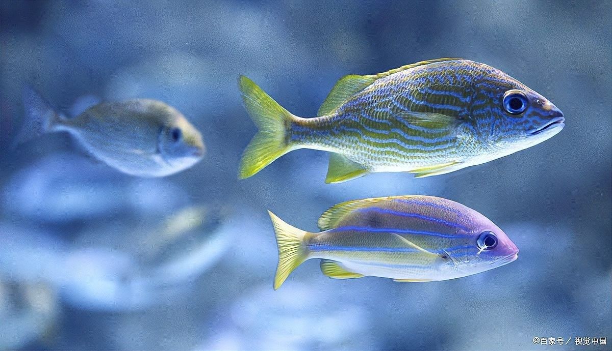 龍魚冷水飼養有成功案例嗎（龍魚冷水飼養成功案例）