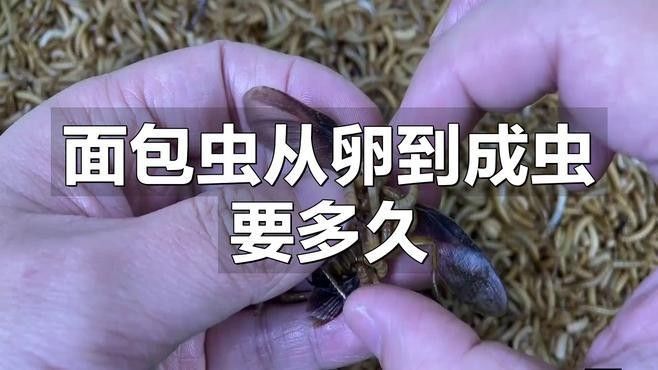 面包蟲多久喂一次火龍魚？（蟲多久喂一次火龍魚）