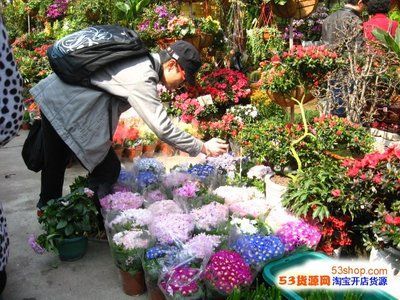 廣州賣金魚的批發(fā)市場：廣州賣金魚的批發(fā)市場及其相關信息及其相關信息