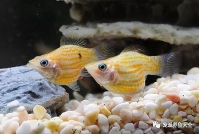 廣州賣金魚的批發(fā)市場：廣州賣金魚的批發(fā)市場及其相關信息及其相關信息