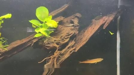 五峰金龍魚圖片及價格（五峰金龍魚的價格） 五峰金龍魚圖片及價格（五峰金龍魚的價格） 觀賞魚百科 第11張