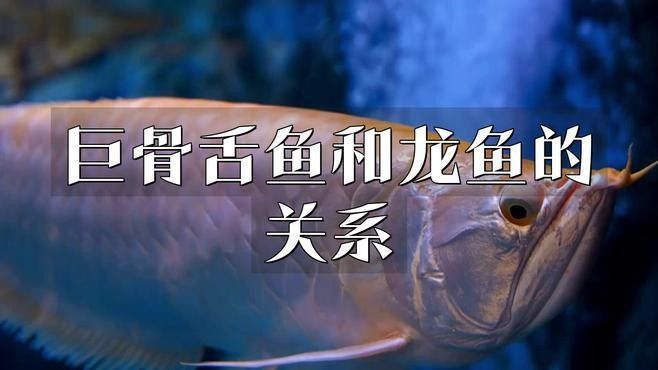 巨骨舌魚和紅龍魚哪個更稀有？（巨骨舌魚和紅龍魚各有其獨特的特點和價值） 巨骨舌魚和紅龍魚哪個更稀有？（巨骨舌魚和紅龍魚各有其獨特的特點和價值） 龍魚百科 第1張