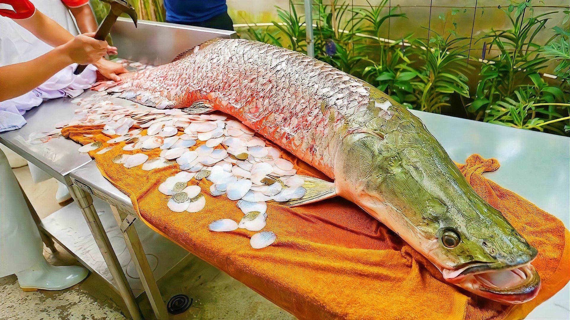 巨骨舌魚和紅龍魚哪個更稀有？（巨骨舌魚和紅龍魚各有其獨特的特點和價值） 巨骨舌魚和紅龍魚哪個更稀有？（巨骨舌魚和紅龍魚各有其獨特的特點和價值） 龍魚百科 第2張