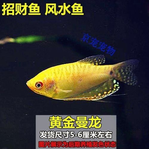 金曼龍魚的最佳混養伙伴有哪些（曼龍魚和什么魚混養） 金曼龍魚的最佳混養伙伴有哪些（曼龍魚和什么魚混養） 龍魚百科 第3張