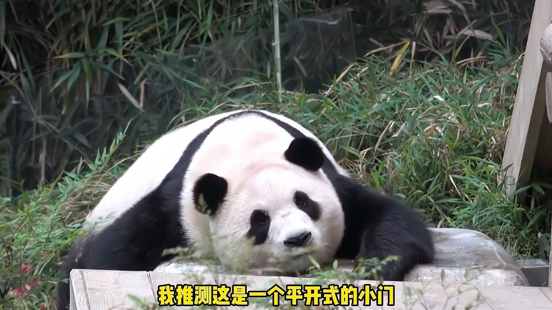 如何設置隔離區觀察混養效果？（如何設置隔離區以觀察混養效果的步驟）