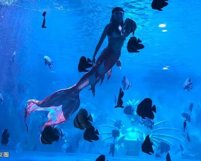宜城哪個水族館龍魚好？祥龍魚場龍魚（北京宜城有一個備受贊譽的水族館——祥龍魚場）