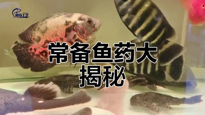 龍魚(yú)鱗黑如何治療最有效（龍魚(yú)鱗片發(fā)黑怎么辦）