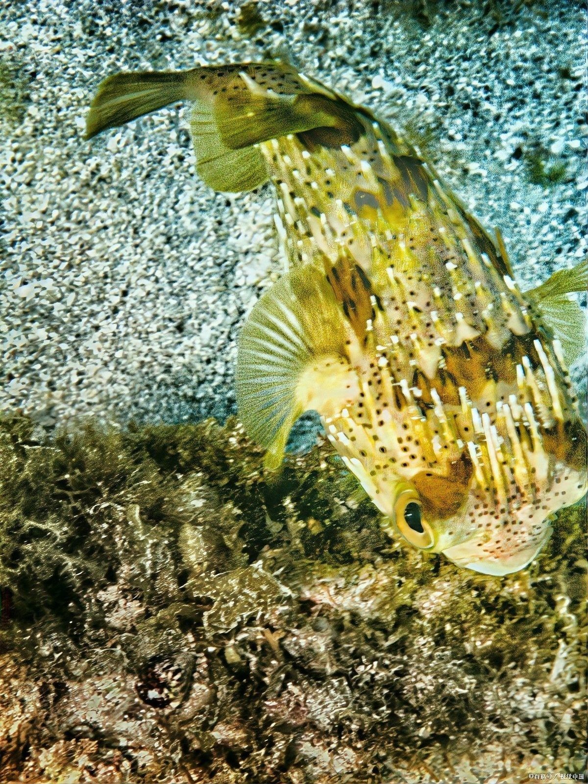 飛鳳魚混養需要多大的魚缸（飛鳳魚和龍魚混養的好處與注意事項thy,龍魚與飛鳳魚混養的好處） 飛鳳魚混養需要多大的魚缸（飛鳳魚和龍魚混養的好處與注意事項thy,龍魚與飛鳳魚混養的好處） 龍魚百科 第11張