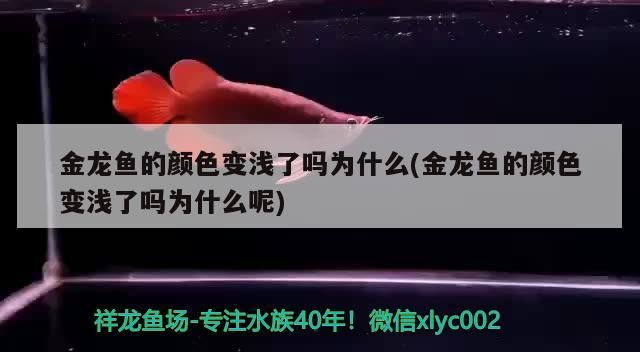 古典龍魚飼養(yǎng)難度大嗎？（古典龍魚的飼養(yǎng)難度大嗎？）