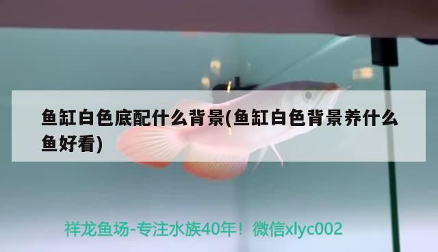 魚缸白色底配什么背景(魚缸白色背景養(yǎng)什么魚好看)（魚缸白色底配什么背景）
