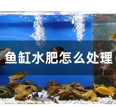 龍魚長期用純凈水會死嗎？（長期使用純凈水飼養龍魚會導致死亡嗎）