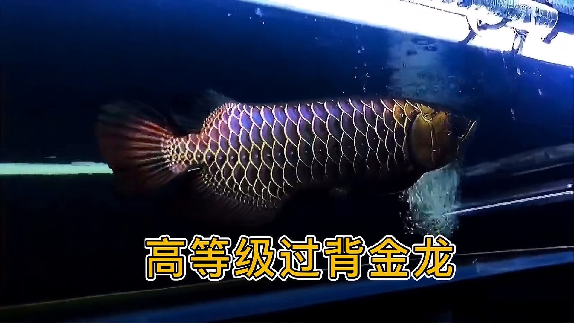 古典金龍和藍(lán)底過背哪個更值錢（古典金龍和藍(lán)底過背哪個更值錢？） 古典金龍和藍(lán)底過背哪個更值錢（古典金龍和藍(lán)底過背哪個更值錢？） 龍魚百科 第4張