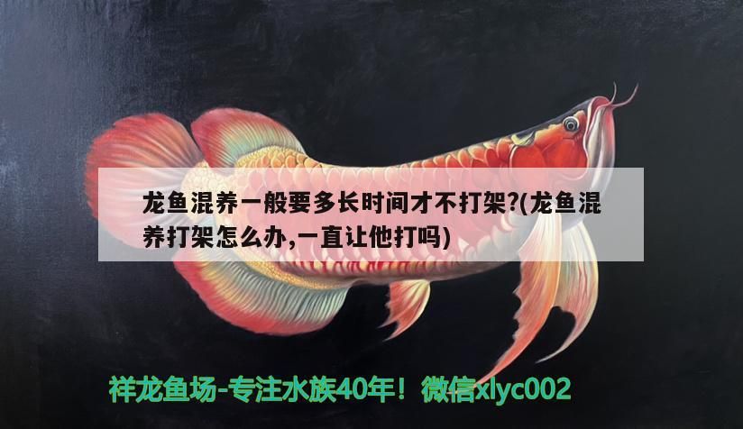 龍魚混養一般要多長時間才不打架?(龍魚混養打架怎么辦,一直讓他打嗎) 龍魚混養一般要多長時間才不打架?(龍魚混養打架怎么辦,一直讓他打嗎) 觀賞魚百科
