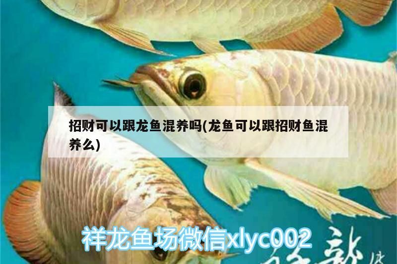 招財(cái)可以跟龍魚混養(yǎng)嗎(龍魚可以跟招財(cái)魚混養(yǎng)么)（招財(cái)可以跟龍魚混養(yǎng)嗎） 招財(cái)可以跟龍魚混養(yǎng)嗎(龍魚可以跟招財(cái)魚混養(yǎng)么)（招財(cái)可以跟龍魚混養(yǎng)嗎） 觀賞魚百科