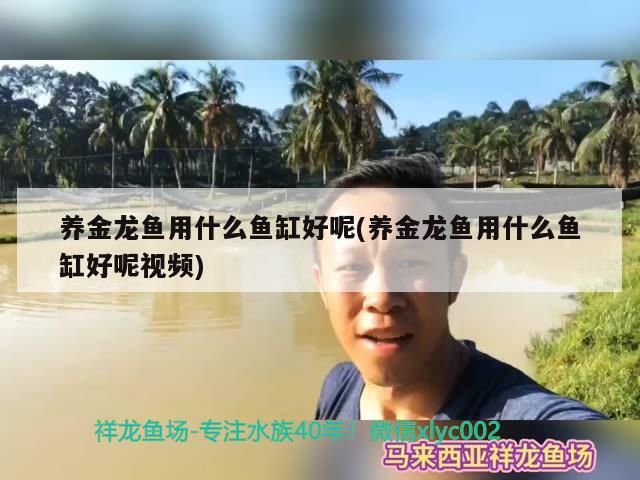 養(yǎng)金龍魚(yú)用什么魚(yú)缸好呢(養(yǎng)金龍魚(yú)用什么魚(yú)缸好呢視頻)