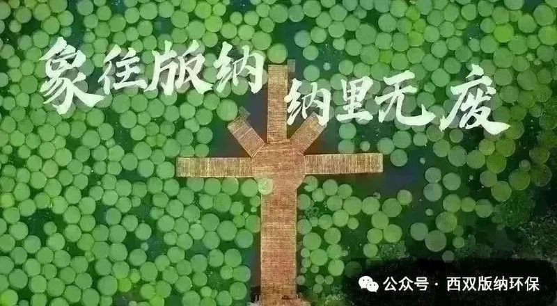 龍魚芯片造假案例有哪些（關于龍魚芯片造假的典型案例）