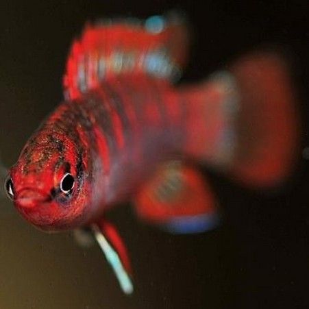 火焰變色龍魚能混養嗎？（哪些魚類適合與火焰變色龍混養？） 火焰變色龍魚能混養嗎？（哪些魚類適合與火焰變色龍混養？） 龍魚百科 第6張