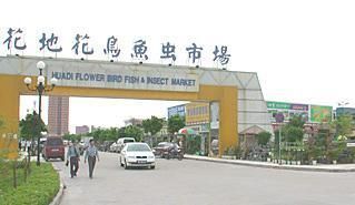 芳村新的花鳥市場在哪里啊：芳村花鳥魚蟲市場已經搬遷至荔灣區芳村龍溪大道廣州花卉博覽園內 芳村新的花鳥市場在哪里啊：芳村花鳥魚蟲市場已經搬遷至荔灣區芳村龍溪大道廣州花卉博覽園內 觀賞魚百科 第3張