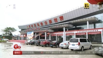 芳村新的花鳥市場在哪里啊:芳村花鳥魚蟲市場已經搬遷至荔灣區芳村龍溪大道廣州花卉博覽園內 觀賞魚百科 第4張 芳村新的花鳥市場在哪里啊:芳村花鳥魚蟲市場已經搬遷至荔灣區芳村龍溪大道廣州花卉博覽園內 芳村新的花鳥市場在哪里啊:芳村花鳥魚蟲市場已經搬遷至荔灣區芳村龍溪大道廣州花卉博覽園內 觀賞魚百科 第4張