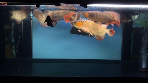推薦一些紅龍魚混養視頻
