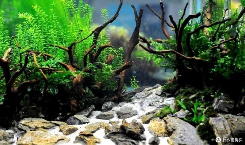 如何選擇適合龍魚缸的石頭（如何挑選適合龍魚缸的石頭） 如何選擇適合龍魚缸的石頭（如何挑選適合龍魚缸的石頭） 龍魚百科 第19張