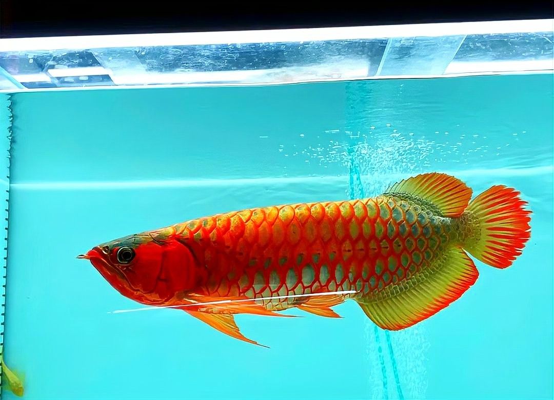 如何判斷龍魚的五行屬性（龍魚五行屬性的判定方法）