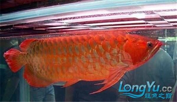 紅龍魚的環(huán)境適應(yīng)性如何（紅龍魚怎么養(yǎng)最好）