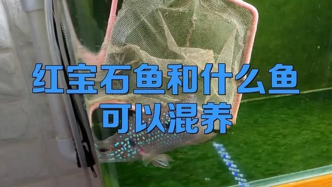 紅寶石魚和龍魚混養(yǎng)需要多大的魚缸（寶石魚和龍魚混養(yǎng)的魚缸大小取決于多種因素）
